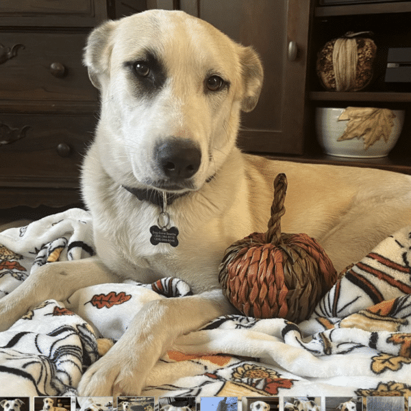Tessa is a whilte Shepherd, Husky, Great Pyrenees mix available for adoption at Dog Gone Seattle in Seattle, WA. She's 1 1/2 years old and weighs 49 lbs.